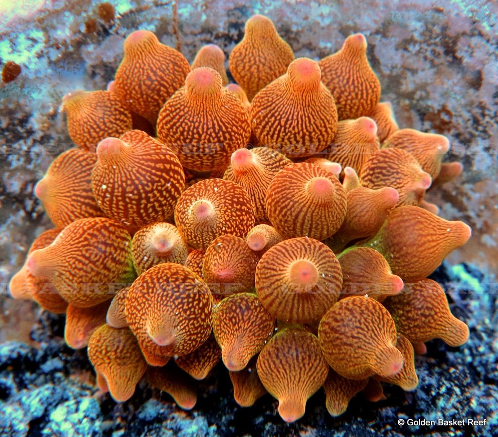 Live Coral - Exotic Orange Flame Bicolor Bubble Tip Anemone *Tank